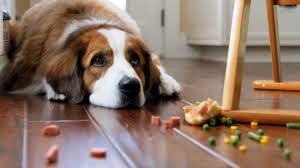 Евгений Анзин Олегович | Николаев