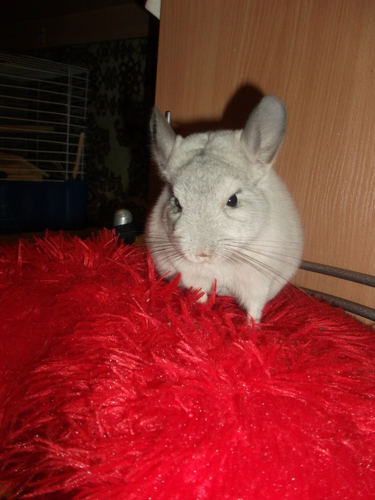 Алёна Урсулика | Санкт-Петербург