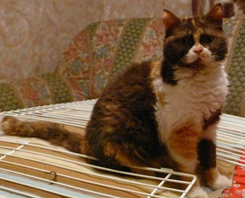 Екатерина Петровская | Москва