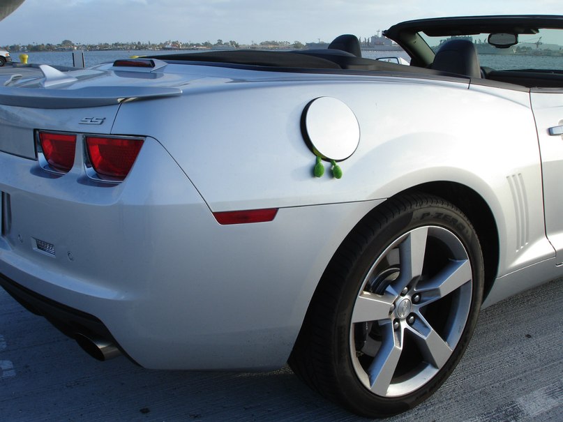 Лягуха Зырящая | Санкт-Петербург