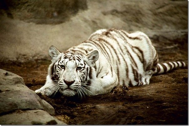 Серёга Гришков Владимирович | Николаев