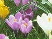 Елена Атрощенкова | Приозерск