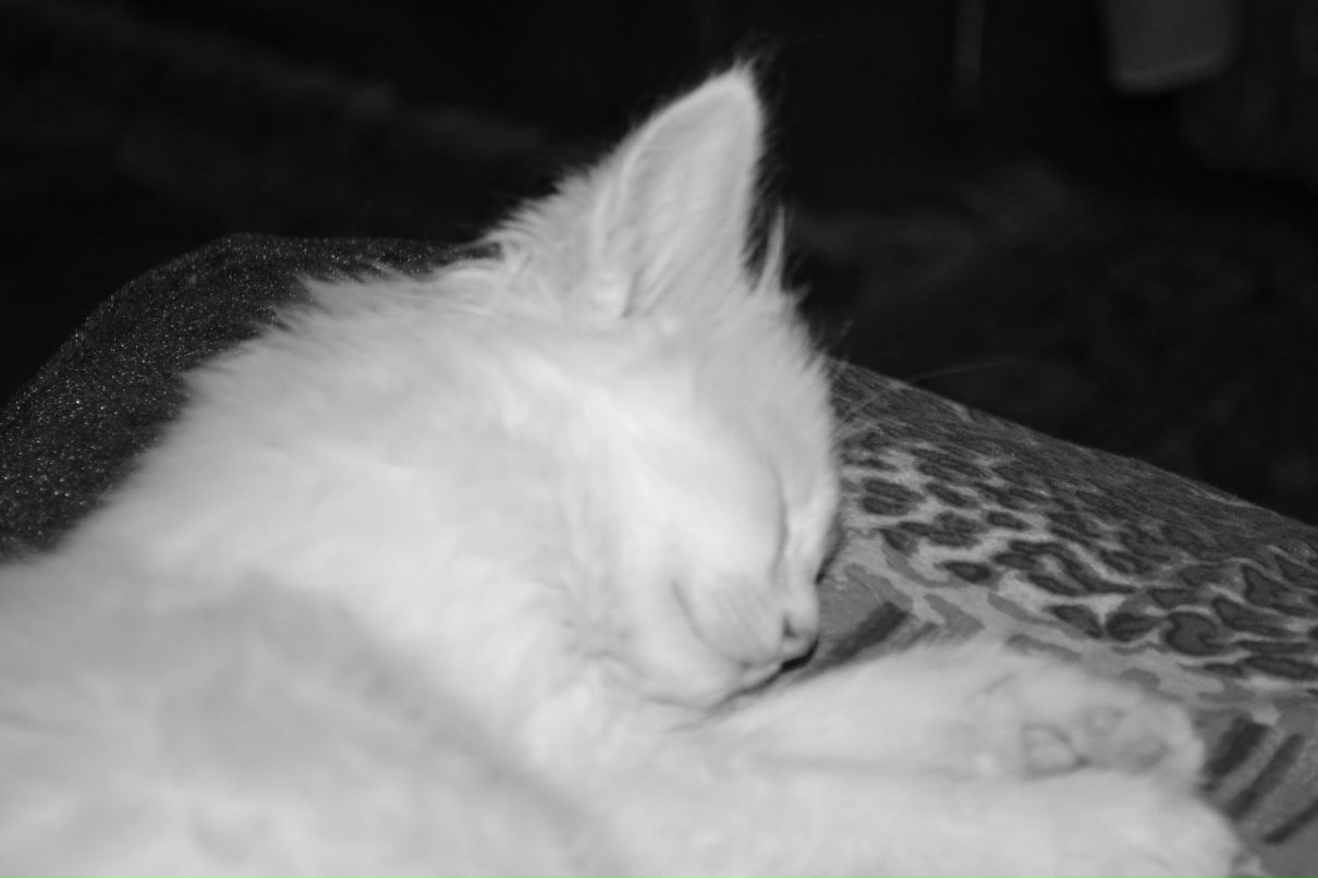 Дима Гончар | Ростов-на-Дону