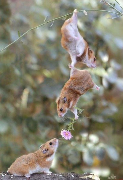 Ризванчик Антаев | Praha