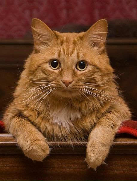 №129, Алиса Кудрявцева, 37 лет, Волгоград №129, Алиса Кудрявцева, 37 лет, Волгоград