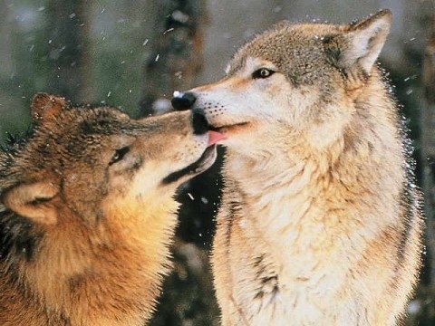 Танюша Косарева | 