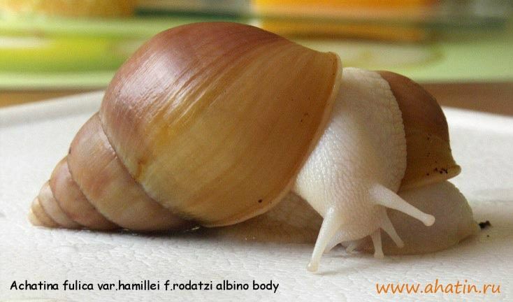 №4, Наталия Сорока, 29.8, Санкт-Петербург №4, Наталия Сорока, 29.8, Санкт-Петербург