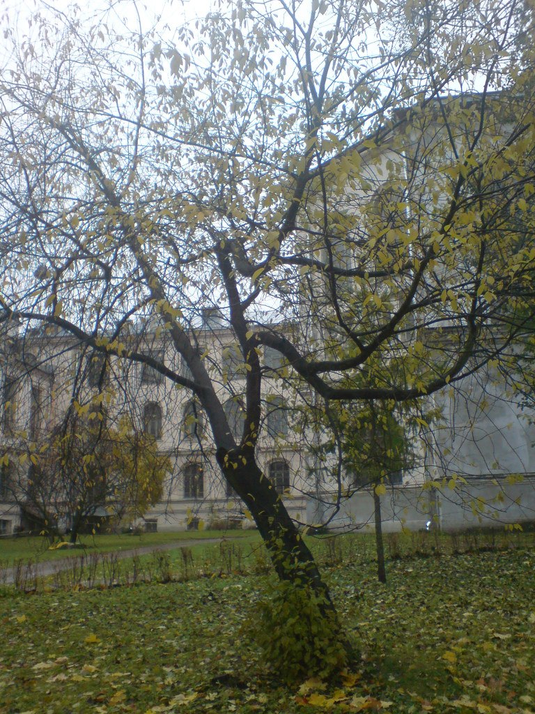 Елена Дементьева | Санкт-Петербург