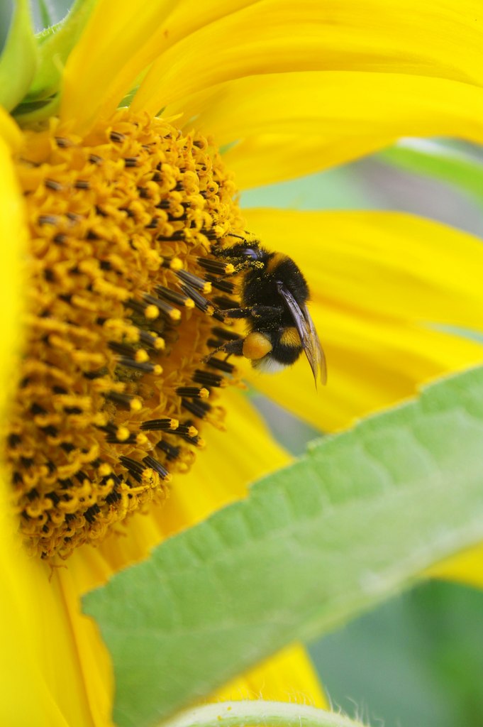 Александр Анкудинов | Санкт-Петербург