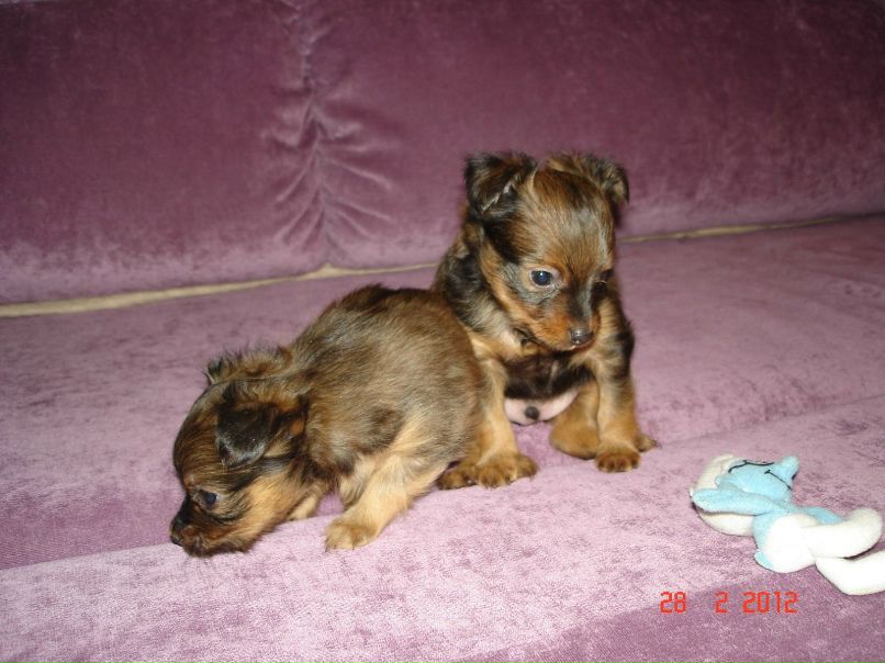 Светлана Самохвалова(Мелехина) | Санкт-Петербург