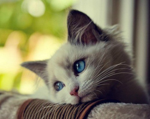 Оксана Савчук-Аксененко | Москва