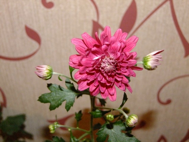 Елена Петлёва | Вильнюс