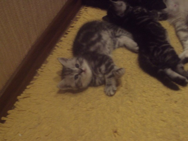 Алина Рыжова | Энгельс