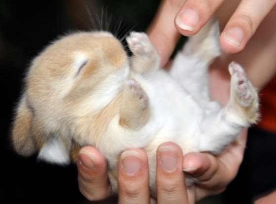 №5, Алия Гареева №5, Алия Гареева