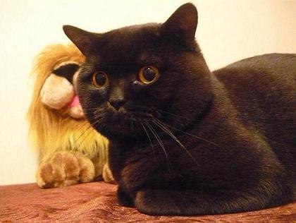 Елена Лютостанская | Санкт-Петербург