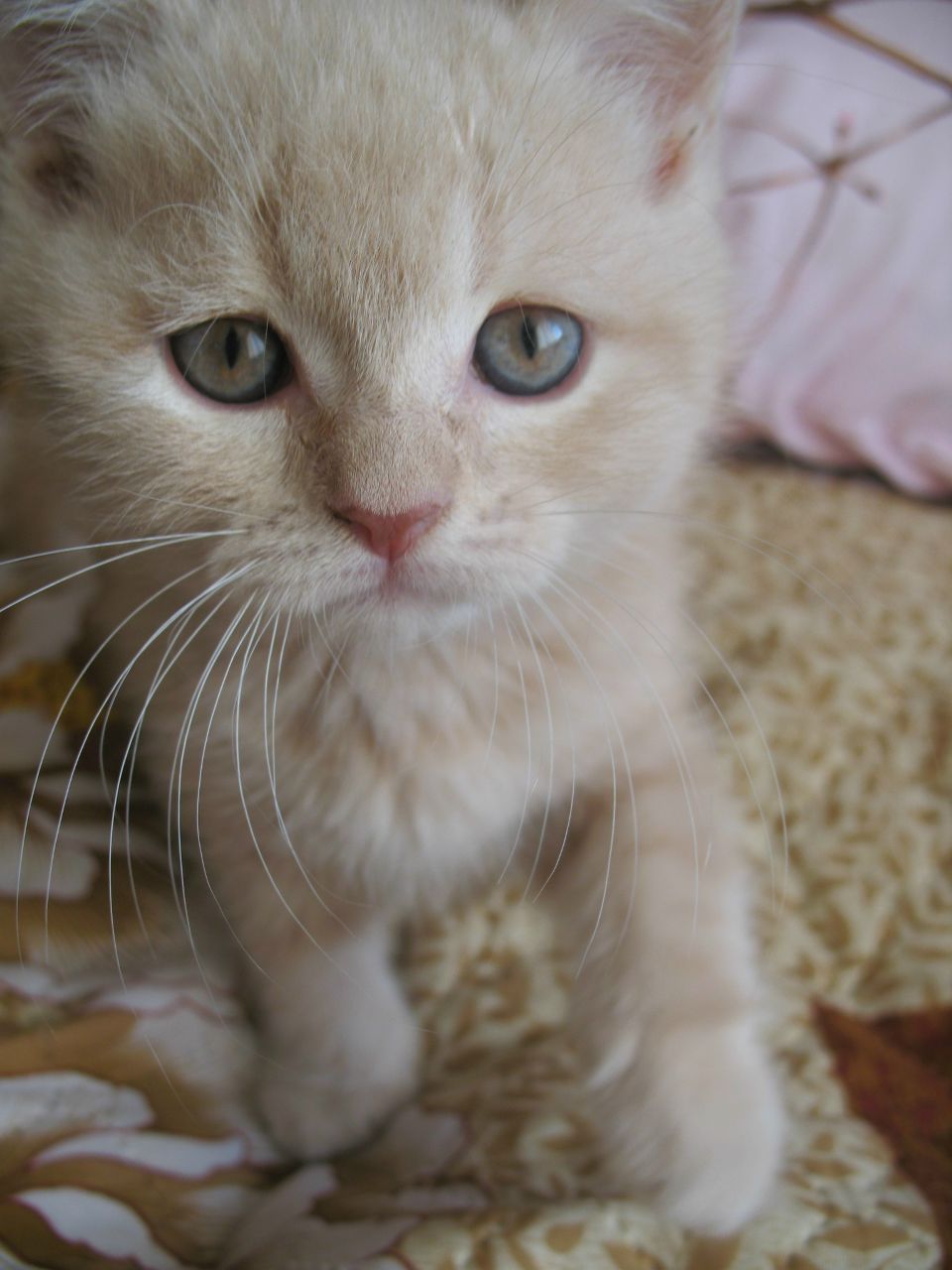 Света Бердан | Самара