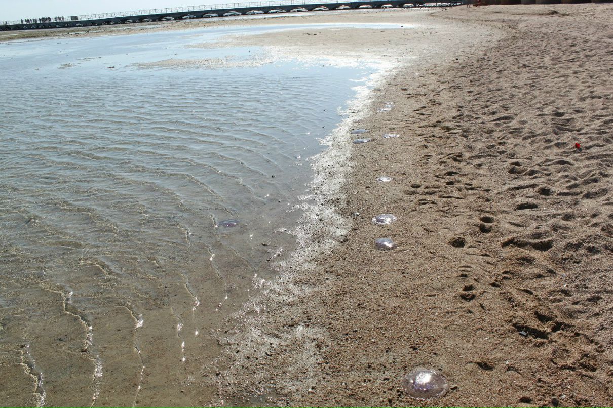 Антон Савкин | Москва