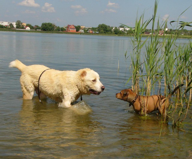 Андрей Соколов Владимирович | Москва