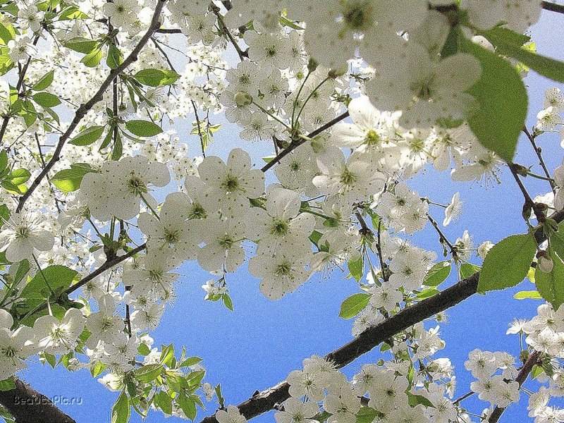 Лариса Лапицкая | Санкт-Петербург