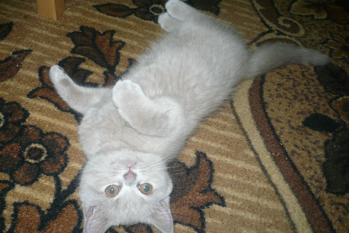 Елена Черных (Земесева) | Липецк