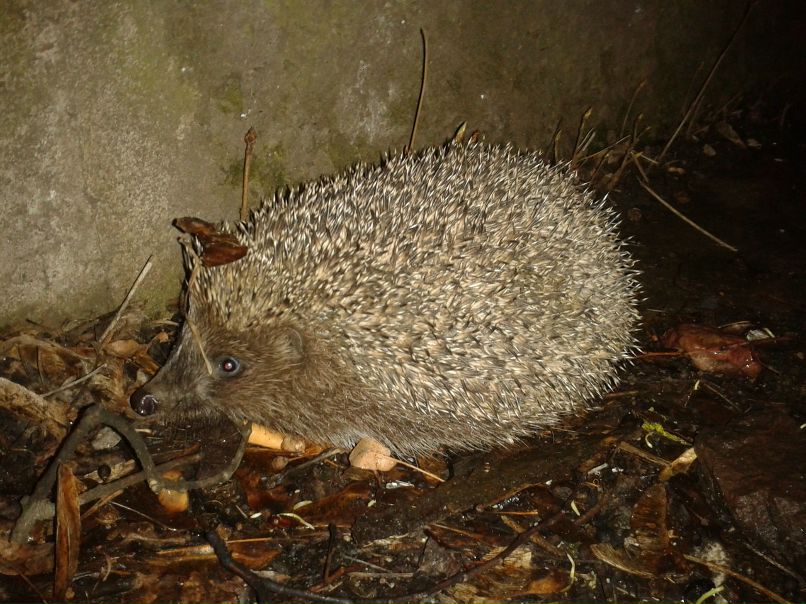 Андрей Волков | Вильнюс