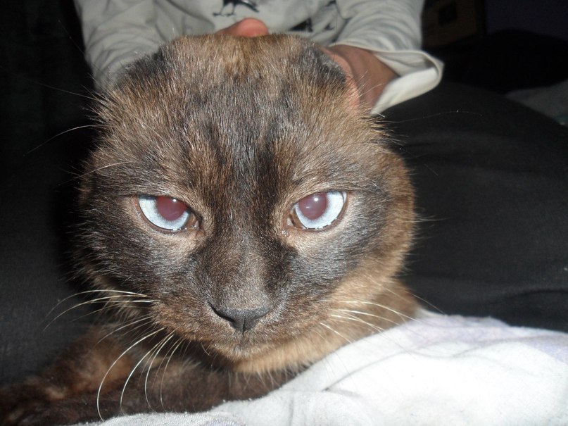 Гена Положинский | 