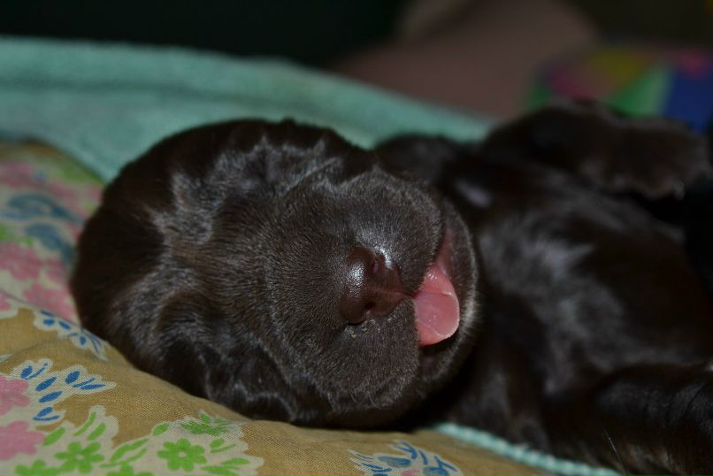 Екатерина Пируева | 