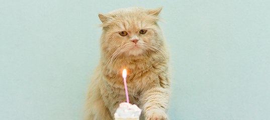 Грустный котик с тортиком