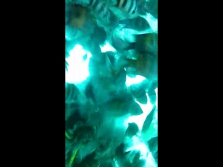 feeding show