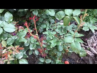 Розы. Английские розы. Борьба с болезнью роз.