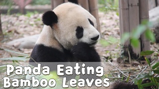 Panda Eating Bamboo Leaves | iPanda