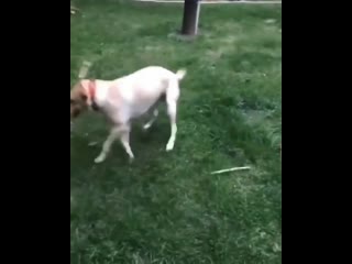пёсель собакен dog собака щенок собачка пес