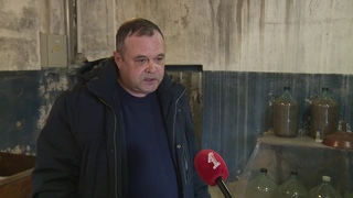 В Ярославской области готовят шишки для лесовосстановительных работ
