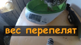 Вес перепелов в 12 дней. Автономная Миниферма