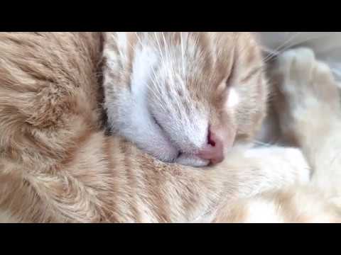 Red cat who is very, very fond of sleeping))) Рыжий кот который очень, очень