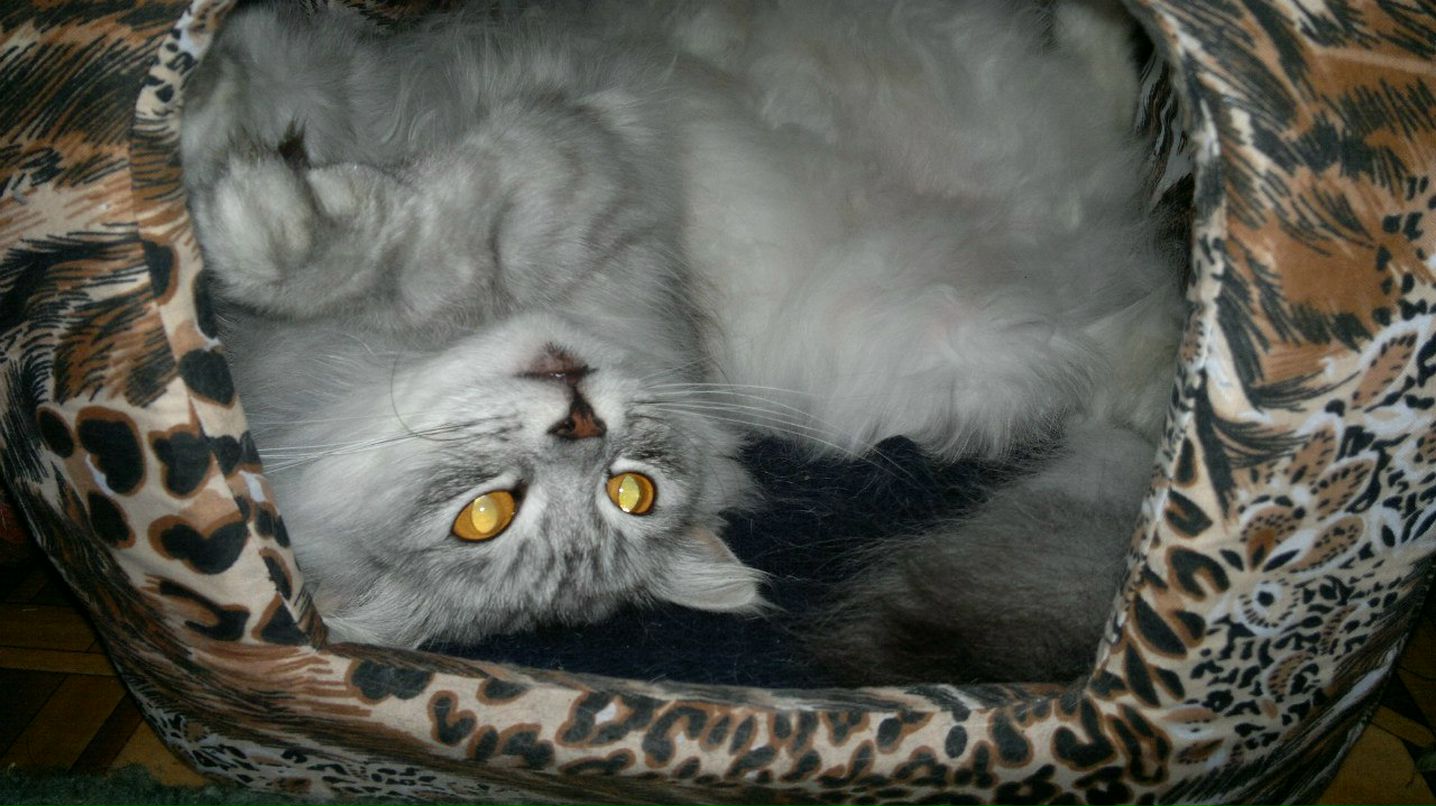 Лена Пирогова | Новая Каховка