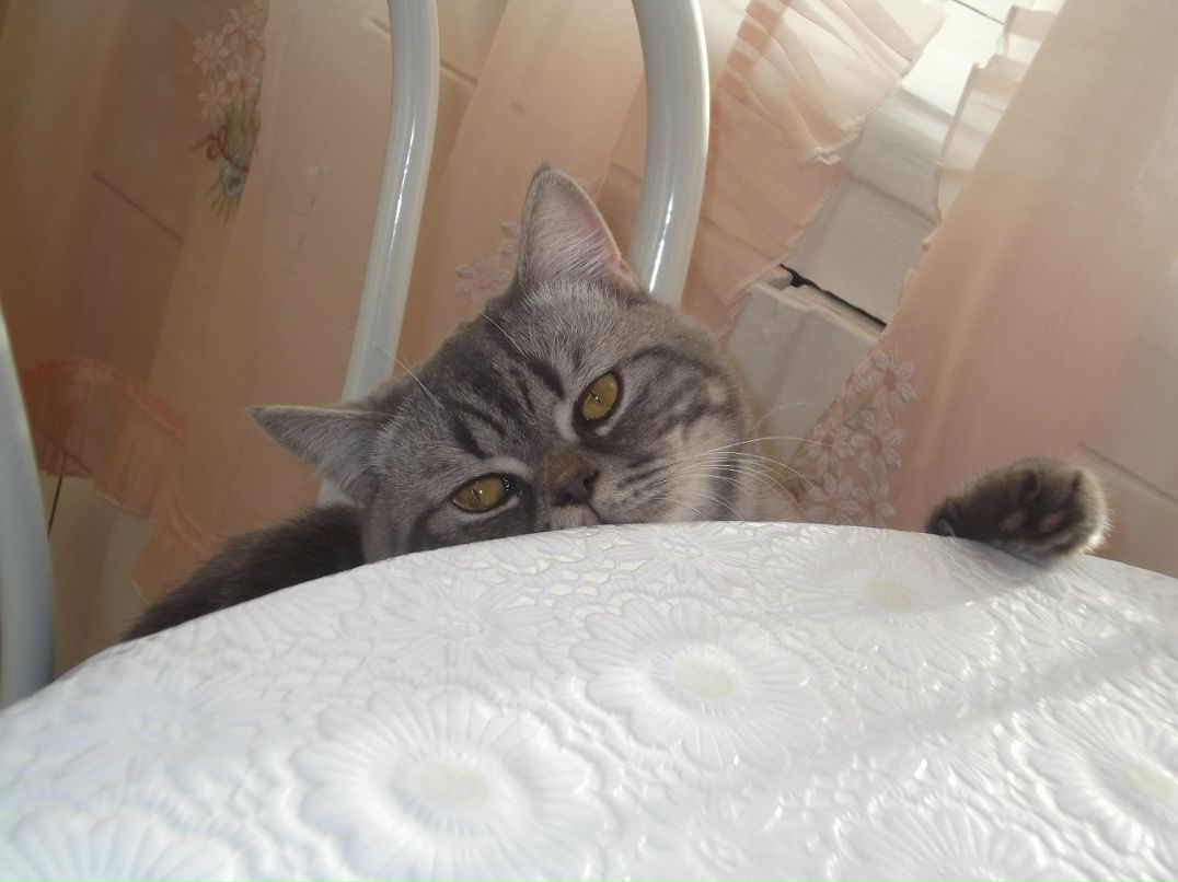 Анна Левщанкина | Самара