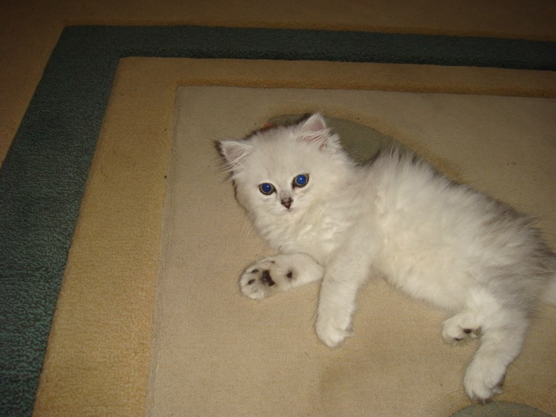 Светлана Пидгирная | Приазовское