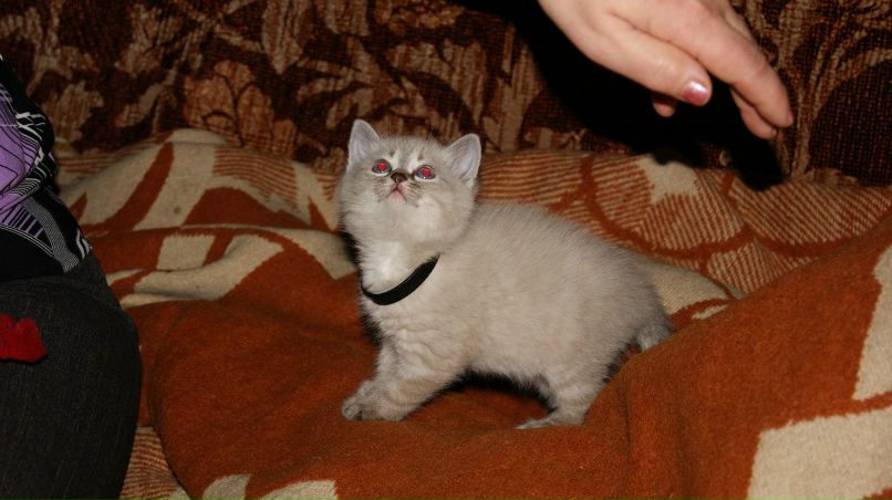 Дарина Белка | Кемерово