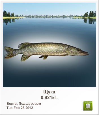 Александр Князев | Мончегорск