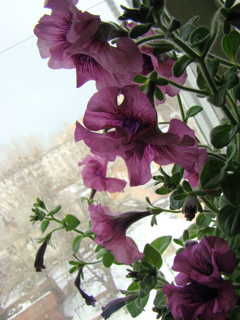 Антонина Гордий 