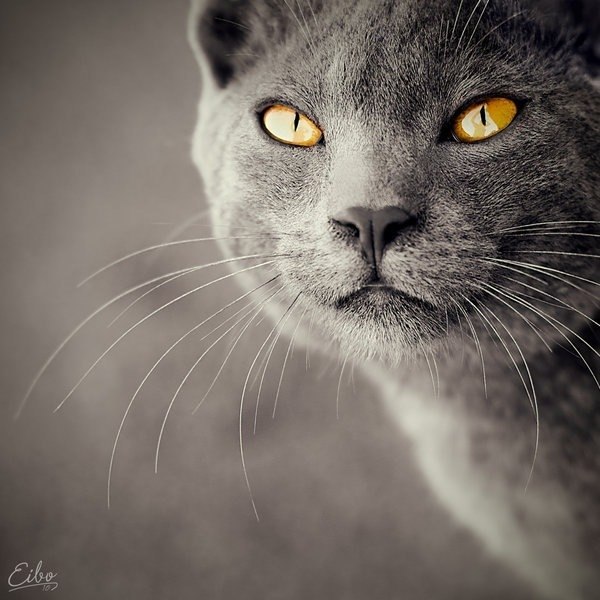 Оленька Прекрассная | 