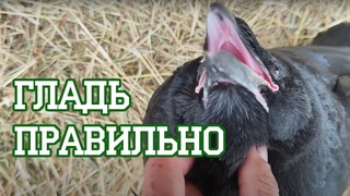 Это какие-то неправильные волонтеры