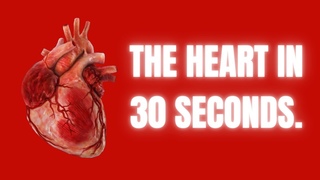 Basics Of The Heart In 30 Seconds.