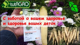 БЕЛАЯ МОРКОВЬ - ПОДАРОК ДЛЯ ВАШЕЙ ПЕЧЕНИ! Кому противопоказана оранжевая морковь Морковь Уайт сатин