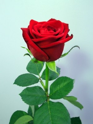 Елена Шилина | Воронеж