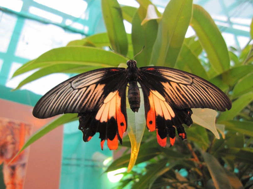 Даша Кузнецова Пони роллер | Москва