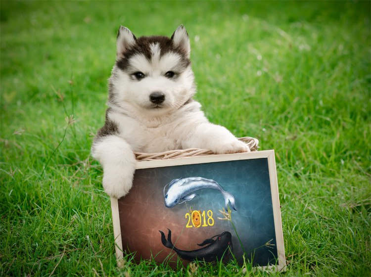 Роман Осипов | Барнаул