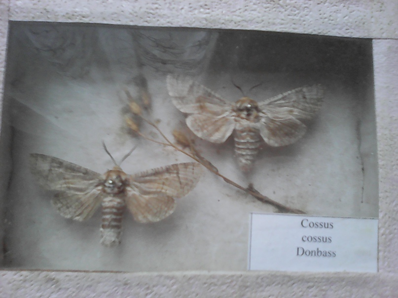 Дарина Полякова | Мирноград / Димитров