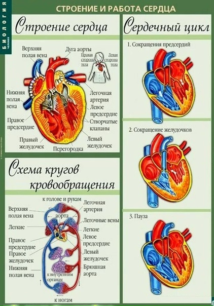 Сердце и кровообращение 8 класс